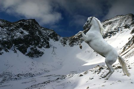 A grey horse rearing in a snowy winter landscape.の写真素材