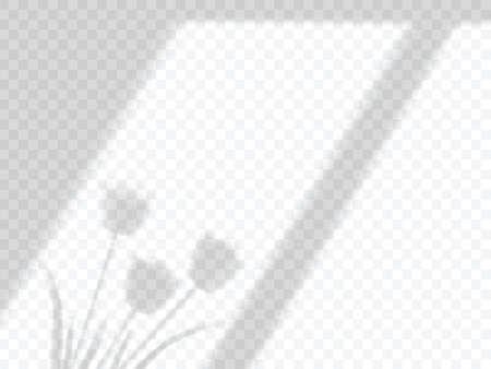 transparent falling shadows from the window and tulips mock up vectorのイラスト素材