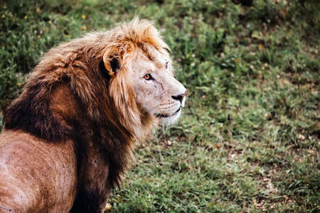 Single male lion portrait. Big lion looking out.の写真素材