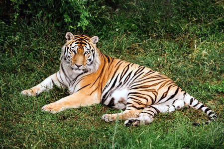 Portrait of a Amur tiger on a grass in summer day.