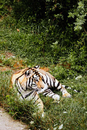 Portrait of a Amur tiger on a grass in summer day.