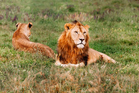 Pride of African Lions, Panthera leo, in safari park.の写真素材