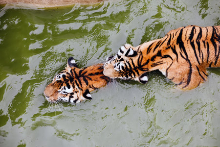 Amur tiger swimming in the pool. Portrait of a swimming Siberian Tiger in the safari park.の写真素材