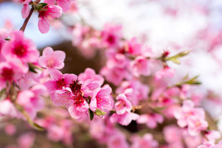 Pink peach flowers blooming on peach tree, selective focus. Peach blossom in spring in sky...