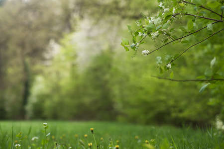 Nature background with bokeh - digital background - meadowの写真素材