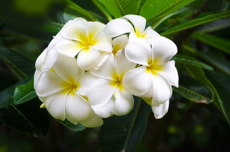 White Frangipani (plumeria) flower in a natural environment, including leaves, Hawaii, USA
の写真素材