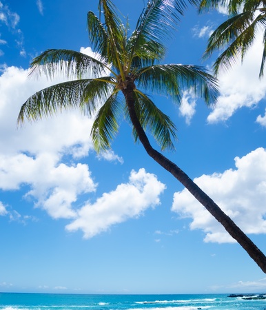 Coconut Palm tree by the ocean in Hawaii, Kauaiの写真素材