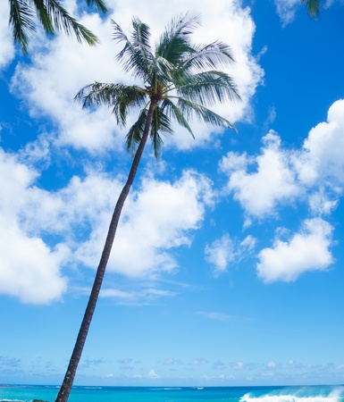 Coconut Palm tree by the ocean in Hawaii, Kauaiの写真素材