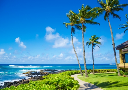 Coconut Palm tree by the ocean in Hawaii, Kauaiの写真素材