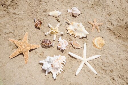 Few starfishes and seashells a sandy beach in sunny day
