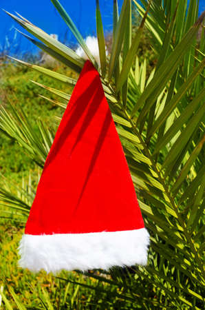 Christmas hat on palm tree - holiday conceptの写真素材