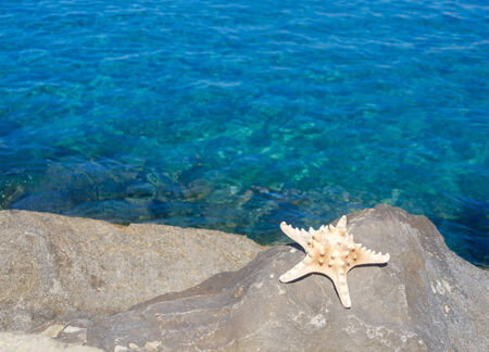 Starfish by the Mediterranean Sea, Cyprus, Limassolの写真素材