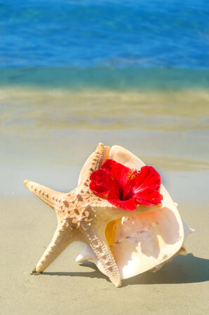 Seashel with hibiscus and starfish on the sandy beach by the seaの写真素材