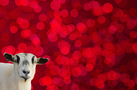 Goat head on red bokeh background like a symbol of 2015 yearの写真素材