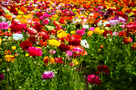 Colorful Ranunculus fields in Carlsbad, California, USAの写真素材