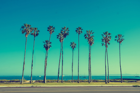 California high palm trees oon the beach near the ocean, blue sky background, vintage toned and stylized, retro style, Santa Barbaraの写真素材
