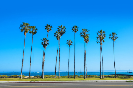 California high palm trees on the beach and  blue sky  backgroundの写真素材