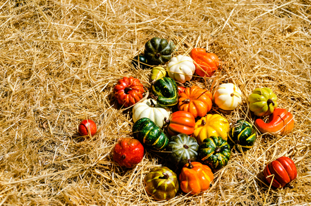Autumn Harvest vegetables at the meadow - autumn thanksgiving backgroundの写真素材