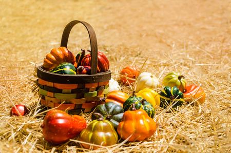 Basket with Autumn Harvest vegetables at the meadow - autumn thanksgiving backgroundの写真素材