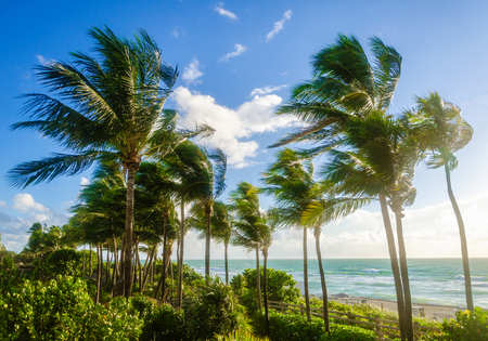 Tropical Palm trees on the Miami beach, Florida, USAの写真素材