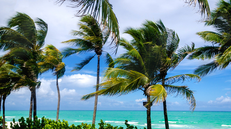 Tropical Palm trees on the Miami beach, Florida, USAの写真素材