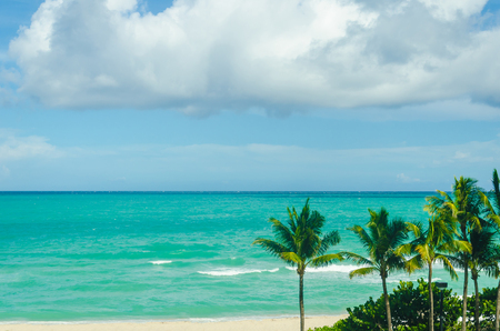 Tropical Palm trees on the Miami beach near the ocean, Florida, USAの写真素材