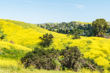 California blossom. Yellow wild flowers blooming. の写真素材
