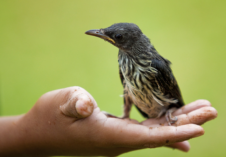 A little bird thank a boy for keep feeding him.の写真素材