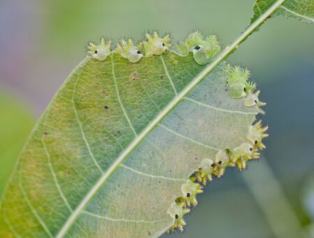 A family of bug having their lunch eating mango leaf.の写真素材