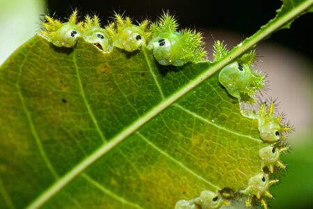 A family of bug having their lunch eating mango leaf.の写真素材