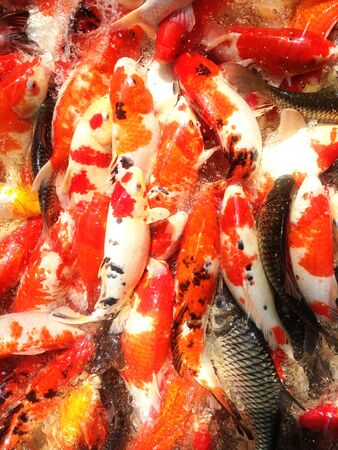 A koi fish family.の写真素材