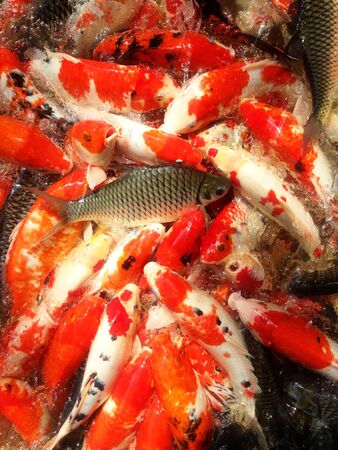 A koi fish family.の写真素材