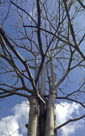 Tree without leaf.の写真素材