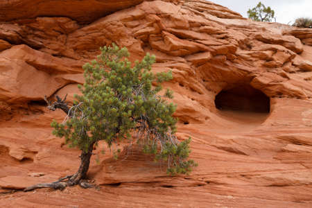 Treeの写真素材