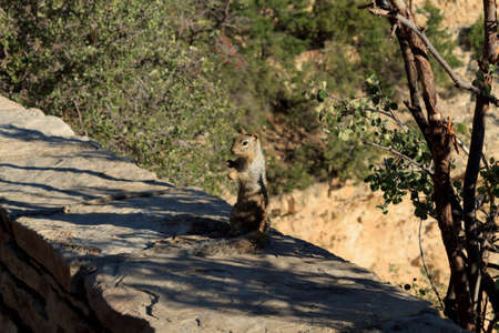 Squirrel