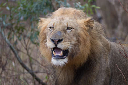 Lionの写真素材
