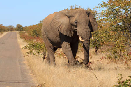 Isolated elephantの写真素材