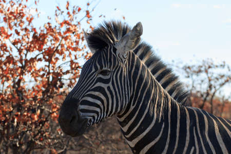 Zebraの写真素材