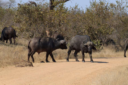 Herd of buffaloの写真素材