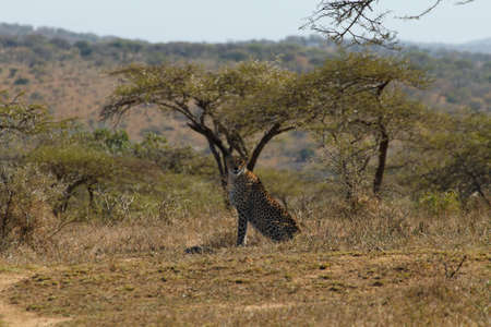 Isolated cheetahの写真素材