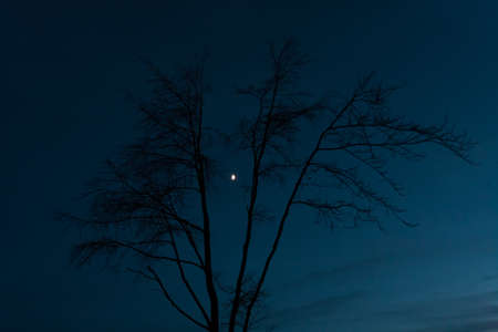 Tree silhouette