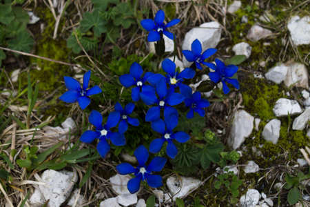 Blue flowersの写真素材