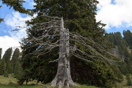 Death tree