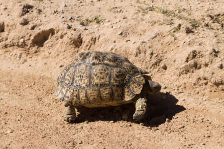 A leopard tortoise cross the road at Kgalagadi National Park, South Africaの写真素材