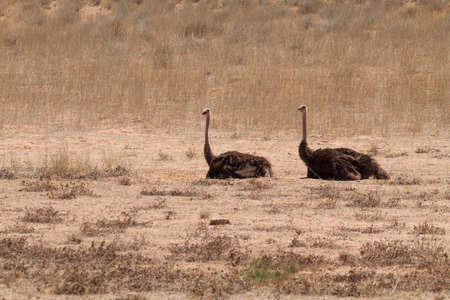 A couple of ostrichs at Kgalgadi transfontier park, South Africaの写真素材