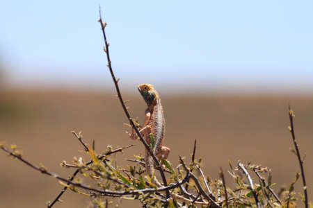 Agama aculeata from Kgalagadi Transfrontier Park, South Africaの写真素材