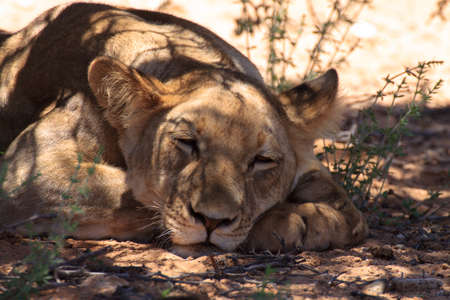 Lions sleeping under trees at Kgalagadi Transfontier Park, South Africaの写真素材