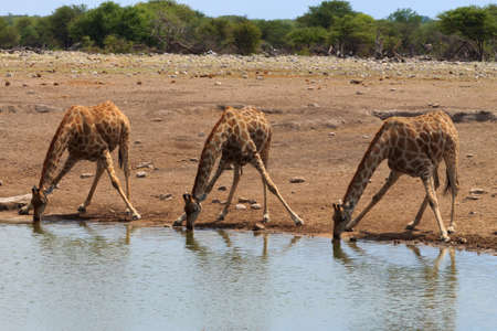 Giraffes drinking from waterhole at Etosha National Park, Namibiaの写真素材