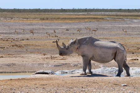 Black rhinoceros from Etosha National Park, Namibiaの写真素材