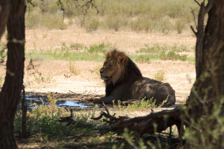 A lion from Kgalagadi National Park, South Africaの写真素材